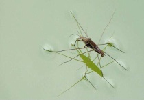 水蜘蛛有毒的吗？