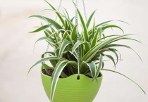 晚上开灯植物会长得快吗？