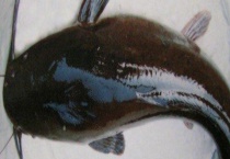 钓鲶鱼用什么饵最好？附实用钓法