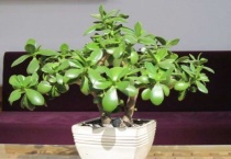 玉树枝条软的耷拉了的原因？