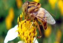 阿坝中蜂和天柱中蜂哪个好 详细介绍