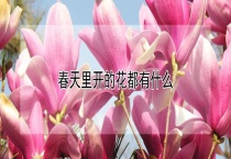 春天里开的花都有什么？