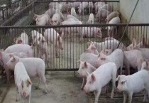 大棚式猪舍怎样建造 具体有哪些步骤