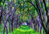 浅谈如何提高果树栽植成活率 果树移栽注意事项