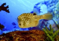 公鱼和母鱼的区别？