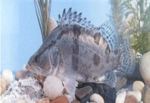 桂鱼多少钱一斤 附桂鱼的市场前景