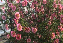 小木槿突然蔫了怎么办？