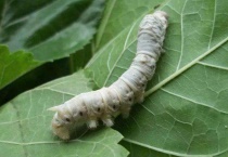 蚕的眼睛在哪里