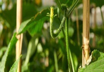 黄瓜秧长白斑怎么办？