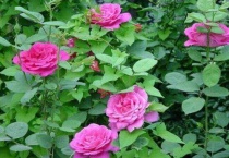 月季花叶子发黄枯萎是怎么回事