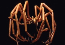 什么是巨型海蜘蛛