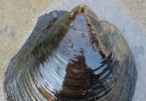 河蚌的呼吸器官是什么 河蚌吃什么食物