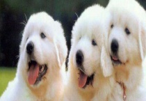 大白熊犬能长多大？饲养方法有哪些？