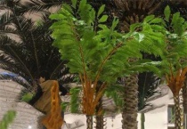 沙罗是什么植物