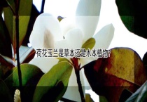 荷花玉兰是草本还是木本植物？