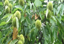 板栗树能活多少年 附板栗树的介绍