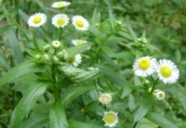 一年蓬是小雏菊吗？