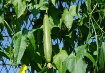 丝瓜催芽多久？