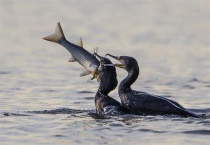 鸬鹚吃鱼消化原理