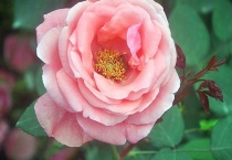 粉扇和绯扇月季的区别？是什么？