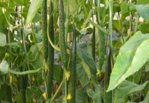 哺乳期可不可以吃生黄瓜 黄瓜有哪些营养价值