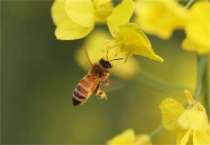蜜蜂翅膀振动频率