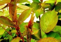 月季黄叶掉叶怎么办？