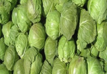 甘蓝是不是大头菜 附甘蓝基本介绍和病虫害防治
