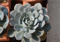 长的像子持莲花但杆粗是什么花