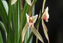 兰花烂根的原因有哪些 兰花如何施肥