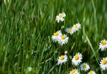 花和草有什么区别？ 草本植物是什么？