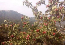 海棠是果树吗？