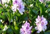 凤眼莲是水生生物还是陆生生物