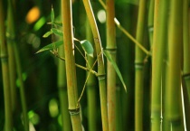 竹子的寓意是什么？