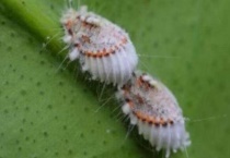 蚧壳虫怎么预防和消灭