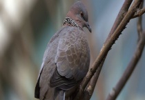 斑鸠一年繁殖几窝？吃什么食物 有什么种类