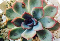 多肉黑斑病和烟煤病区别？