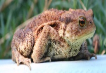 养蜜蜂怎么防止蟾蜍 附清洁蜂场