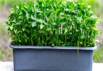 辣椒催芽多久？