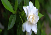 栀子花的繁殖方法 分别详细介绍