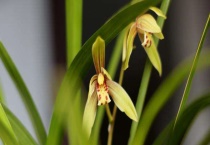 四季兰与建兰的区别？