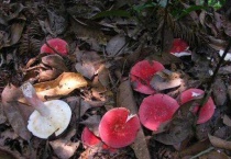 野生红菇几月份才有