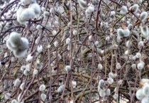 银柳生根了可以栽吗？