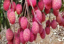 荔枝什么时候成熟 附荔枝的品种介绍