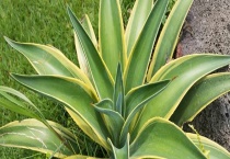 金边龙舌兰的养殖方法 金边龙舌兰水培多久？