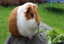 荷兰猪寿命是多久 附饲养注意事项