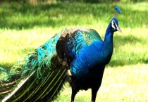 孔雀为保护动物吗 人工养殖孔雀犯法吗？