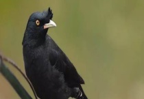 八哥是如何过冬的 怎样驯练八哥学其它鸟鸣叫