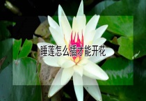 睡莲怎么插才能开花