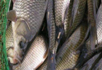 钓鲫鱼有什么技巧？注意这几点